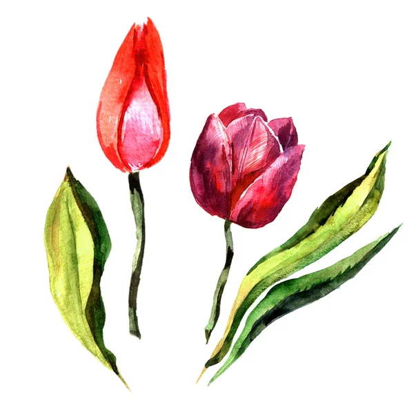 Wildflower tulip bloem in een aquarel stijl geïsoleerd. — Stockfoto