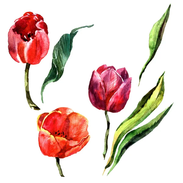 Fleur de tulipe de fleurs sauvages dans un style aquarelle isolé . — Photo