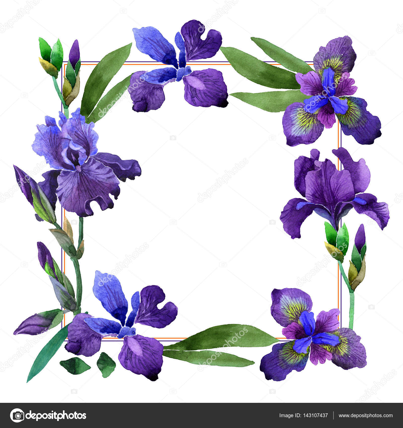 Wildflower iris flower frame in a watercolor style isolated. Stock ...