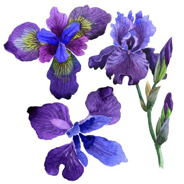 Kır çiçeği Iris çiçek izole bir suluboya tarzında.