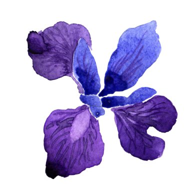 Kır çiçeği Iris çiçek izole bir suluboya tarzında.