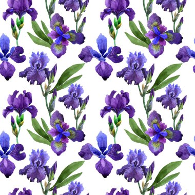 Kır çiçeği Iris çiçek deseni izole bir suluboya tarzında.
