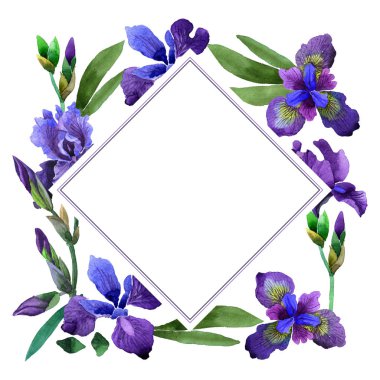 Kır çiçeği Iris çiçek çerçeve izole bir suluboya tarzında.