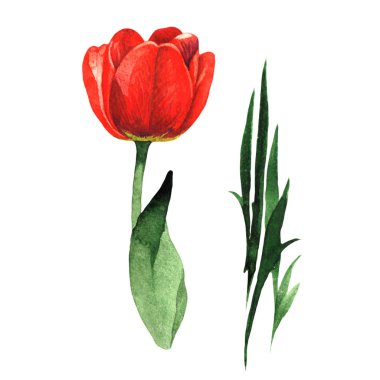 Kır çiçeği Lale çiçek izole bir suluboya tarzında.