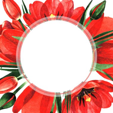 Kır çiçeği Lale çiçek çerçeve izole bir suluboya tarzında.