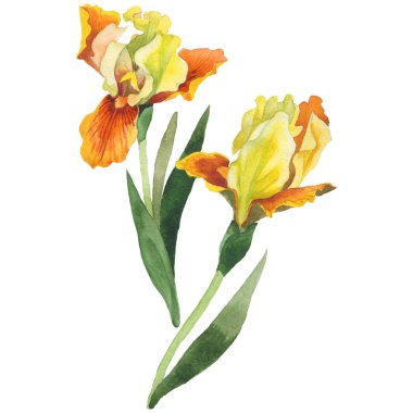 Kır çiçeği Iris çiçek izole bir suluboya tarzında.