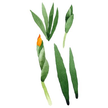 Kır çiçeği Iris çiçek izole bir suluboya tarzında.