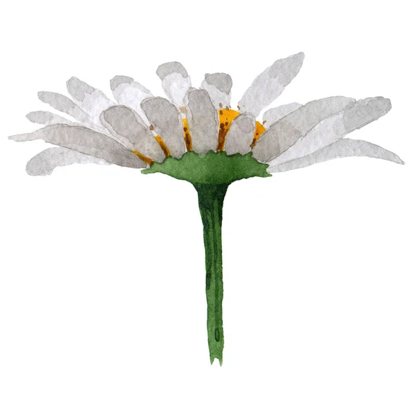 Flor de manzanilla silvestre en un estilo de acuarela aislado . — Foto de Stock