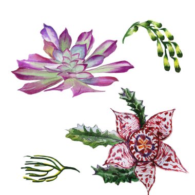 Kır çiçeği succulentus çiçek izole bir suluboya tarzında.