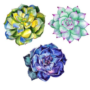 Kır çiçeği succulentus çiçek izole bir suluboya tarzında.