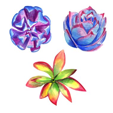 Kır çiçeği succulentus çiçek izole bir suluboya tarzında.