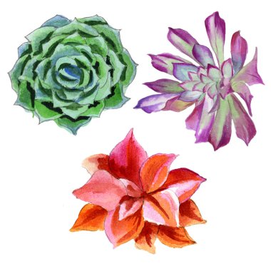 Kır çiçeği succulentus çiçek izole bir suluboya tarzında.