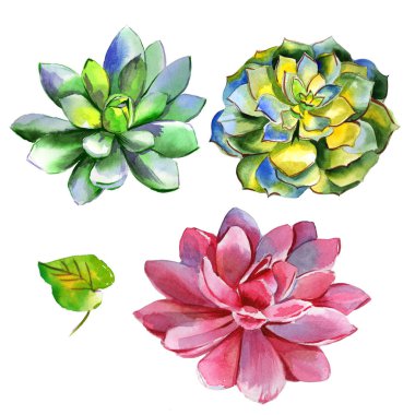 Kır çiçeği succulentus çiçek izole bir suluboya tarzında.