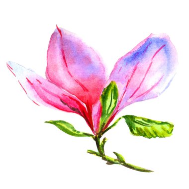 Kır çiçeği Manolya çiçek izole bir suluboya tarzında.