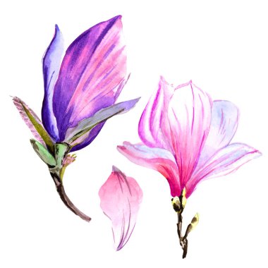 Kır çiçeği Manolya çiçek izole bir suluboya tarzında.