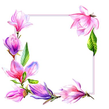 Kır çiçeği Manolya çiçek çerçeve izole bir suluboya tarzında.