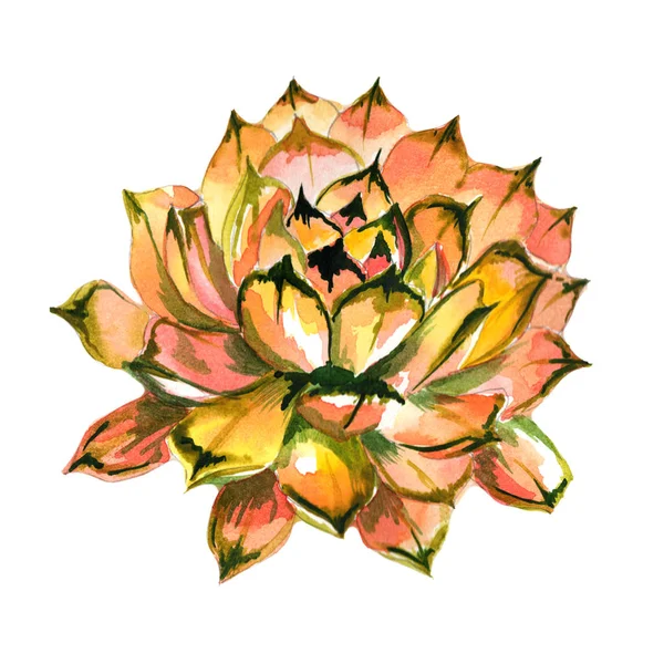 Wildflower succulentus bloem in een aquarel stijl geïsoleerd. — Stockfoto