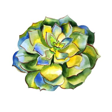 Kır çiçeği succulentus çiçek izole bir suluboya tarzında.