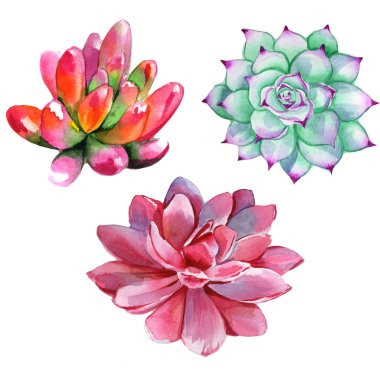 Kır çiçeği succulentus çiçek izole bir suluboya tarzında.