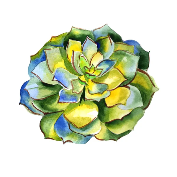 Kır çiçeği succulentus çiçek izole bir suluboya tarzında.