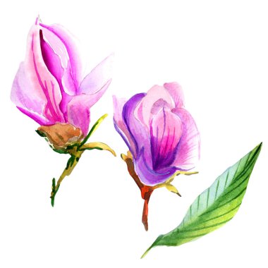 Kır çiçeği Manolya çiçek izole bir suluboya tarzında.