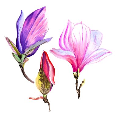Kır çiçeği Manolya çiçek izole bir suluboya tarzında.