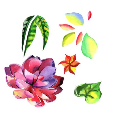 Kır çiçeği succulentus çiçek izole bir suluboya tarzında.