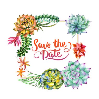 Kır çiçeği succulentus izole bir suluboya tarzında çerçeve çiçek.