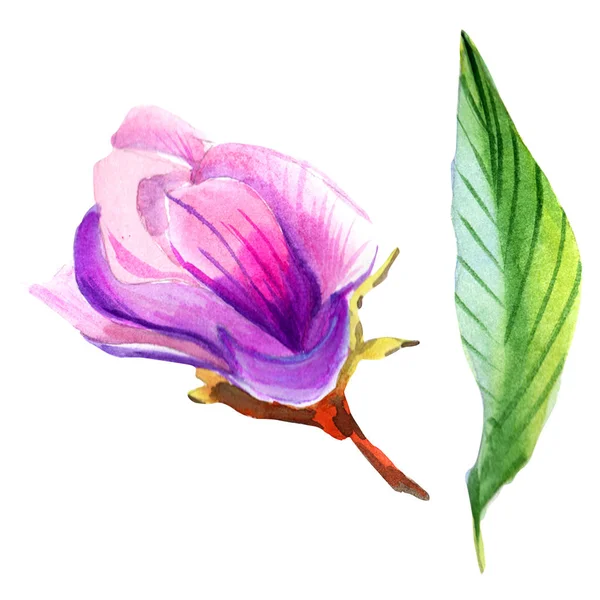 Květ Magnolie wildflower ve stylu akvarelu, samostatný. — Stock fotografie