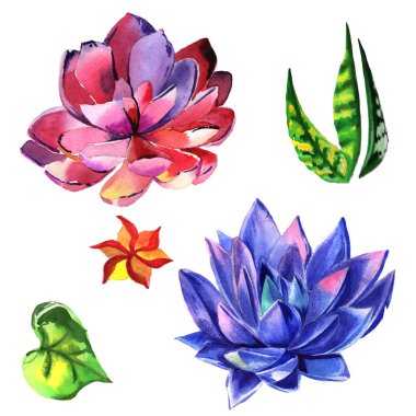 Kır çiçeği succulentus çiçek izole bir suluboya tarzında.