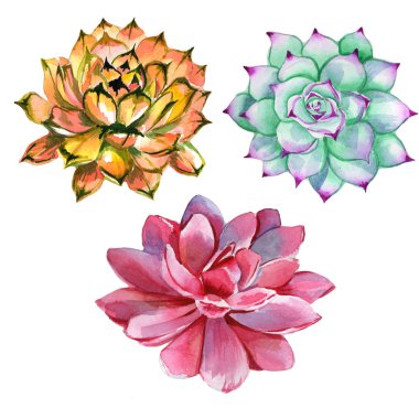 Kır çiçeği succulentus çiçek izole bir suluboya tarzında.