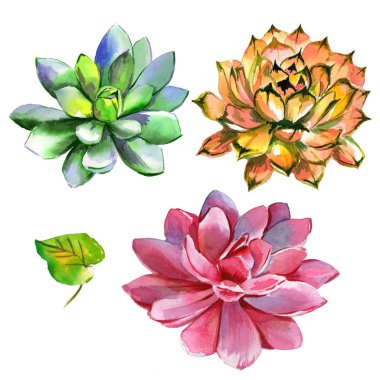 Kır çiçeği succulentus çiçek izole bir suluboya tarzında.