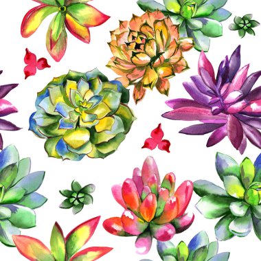 Kır çiçeği succulentus çiçek deseni izole bir suluboya tarzında.