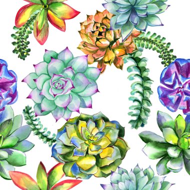 Kır çiçeği succulentus çiçek deseni izole bir suluboya tarzında.