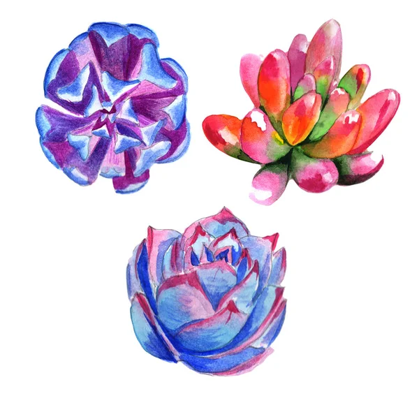 Wildflower succulentus bloem in een aquarel stijl geïsoleerd. — Stockfoto