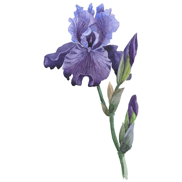 Fleurs sauvages iris fleur dans un style aquarelle isolé . — Photo
