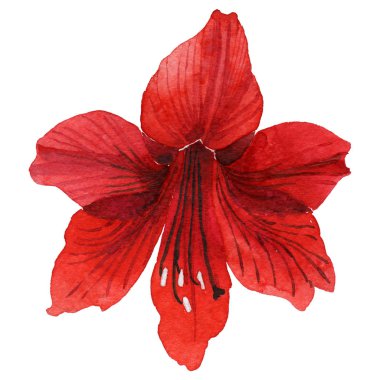 Kır çiçeği amarillis çiçek izole bir suluboya tarzında.