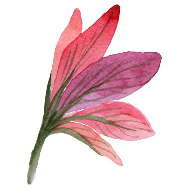 Kır çiçeği amarillis çiçek izole bir suluboya tarzında.