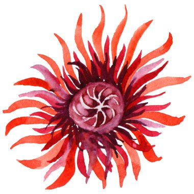 Kır çiçeği Kasımpatı çiçeği izole bir suluboya tarzında.