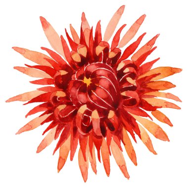 Kır çiçeği Kasımpatı çiçeği izole bir suluboya tarzında.