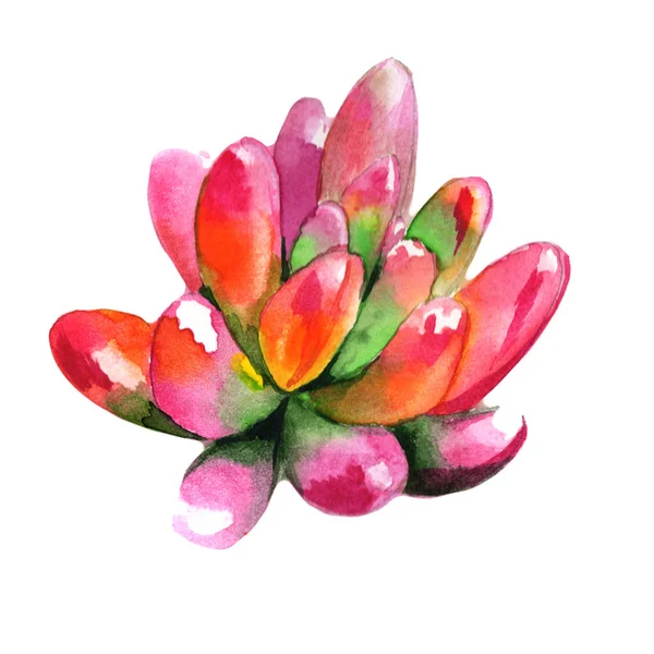 Wildflower succulentus bloem in een aquarel stijl geïsoleerd. — Stockfoto