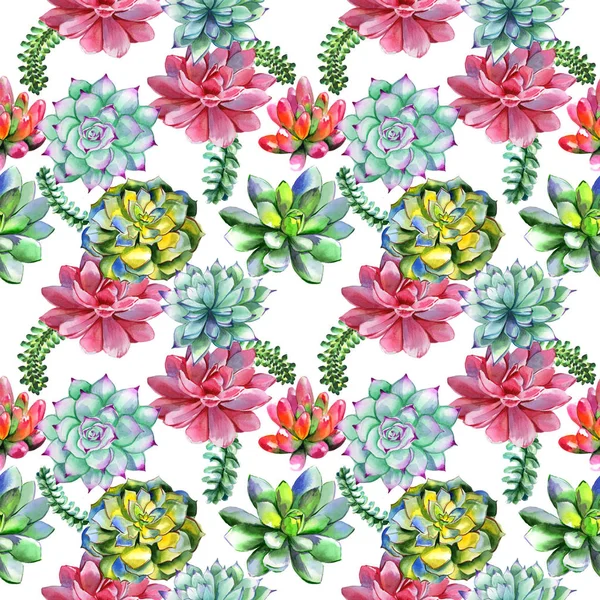 Wildflower succulentus flower pattern in a watercolor style isolated. — Stock Photo, Image