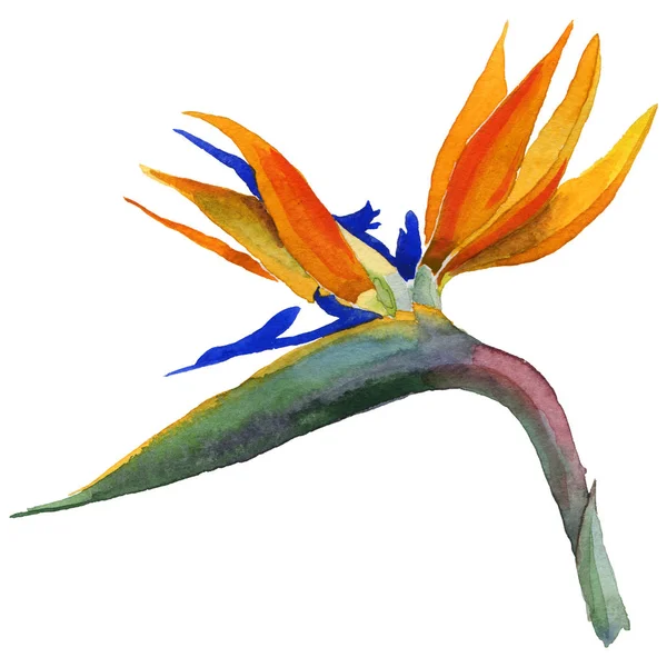 Exotic flower in a watercolor style isolated.