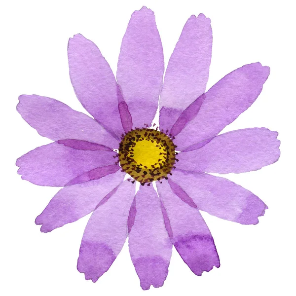 Αγριολούλουδα kosmeya λουλούδι σε στυλ υδροχρώματος απομονωμένες. — Φωτογραφία Αρχείου