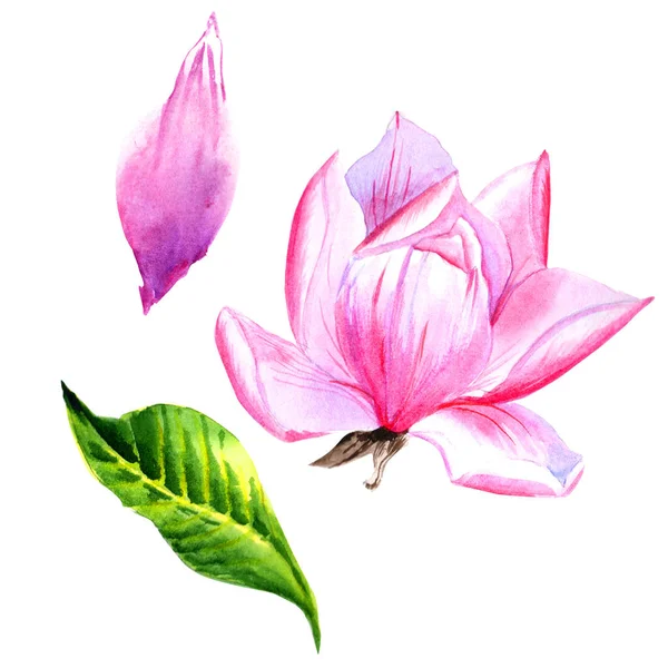 Fiore di magnolia Wildflower in stile acquerello isolato . — Foto Stock