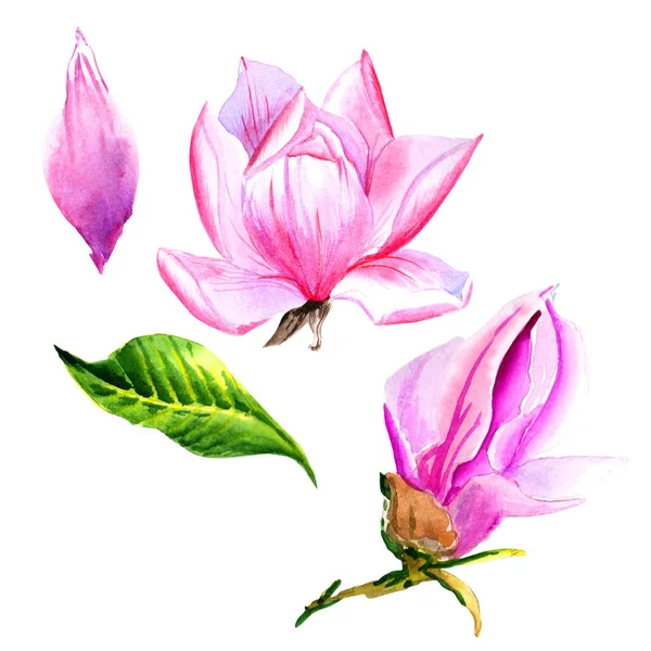 Wildflower magnolia λουλούδι σε στυλ υδροχρώματος απομονωμένες. — Φωτογραφία Αρχείου