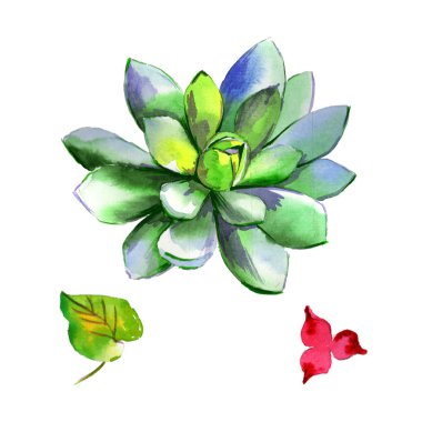 Kır çiçeği succulentus çiçek izole bir suluboya tarzında.