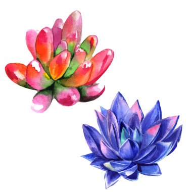 Kır çiçeği succulentus çiçek izole bir suluboya tarzında.