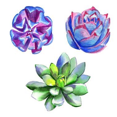 Kır çiçeği succulentus çiçek izole bir suluboya tarzında.