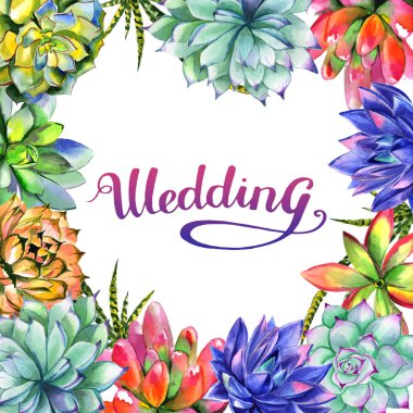 Kır çiçeği succulentus izole bir suluboya tarzında çerçeve çiçek.